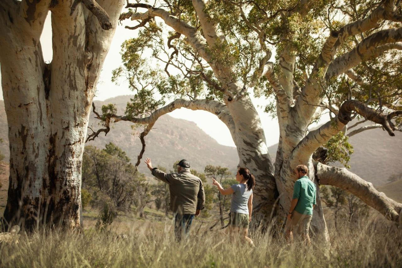 Discovery Resorts - Wilpena Pound Hawker Buitenkant foto