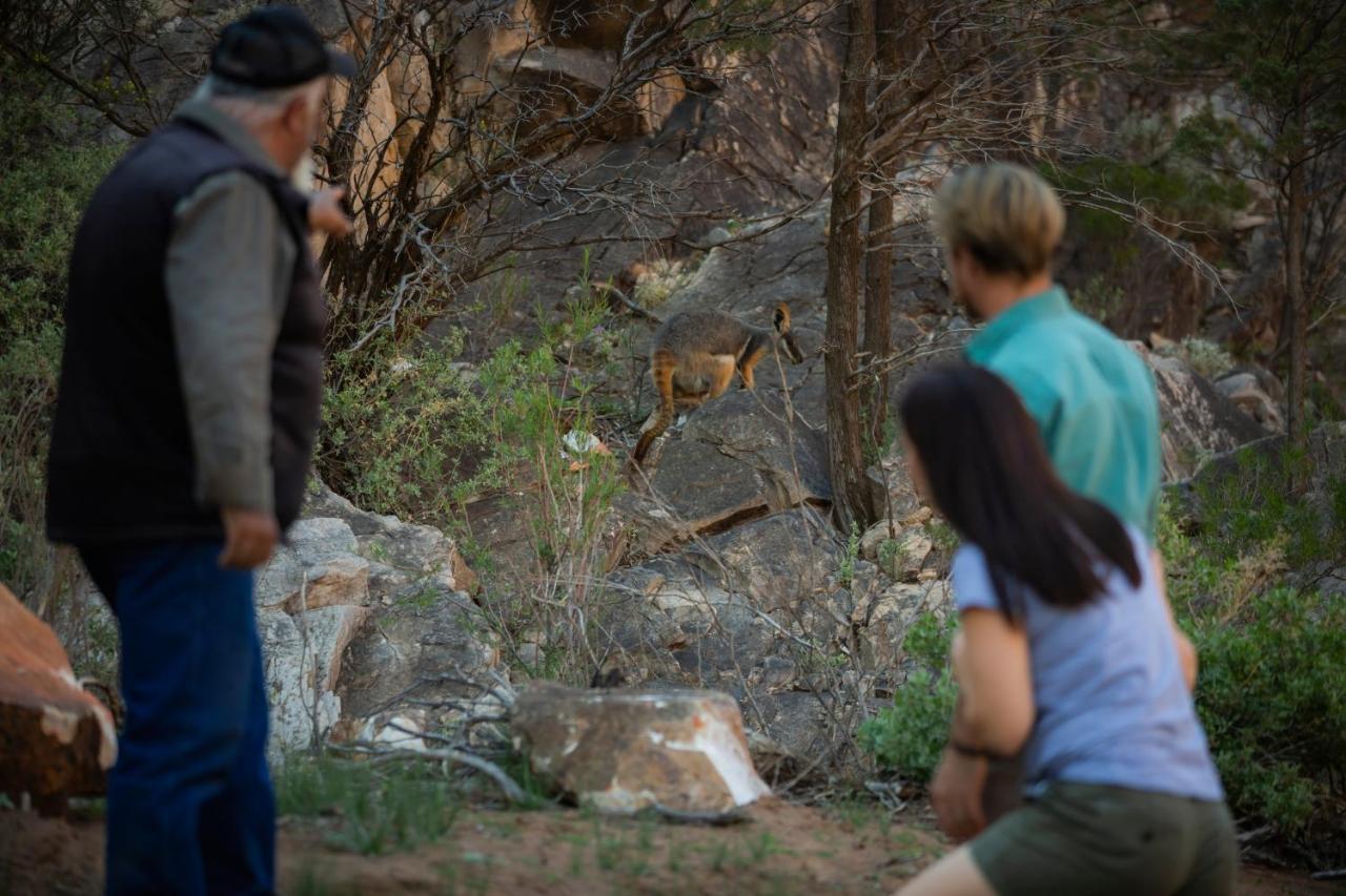 Discovery Resorts - Wilpena Pound Hawker Buitenkant foto