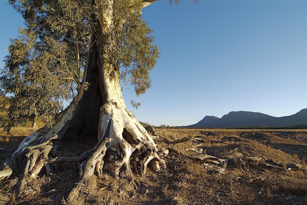 Discovery Resorts - Wilpena Pound Hawker Buitenkant foto